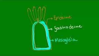 Estrutura corporal dos cnidários  Zoologia  Biologia [upl. by Oicnecserc]