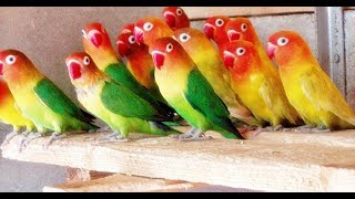 Love Birds Colony Breeding  easy way to breeding [upl. by Stroud]