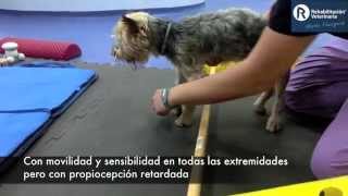 Rehabilitación Veterinaria Lesión medular cervical [upl. by Aicenet496]