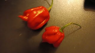 Carolina Reapers 🔥 X2 by Imnobodyspecial [upl. by Robbyn]