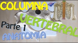 Anatomia de la Columna Vertebral  Parte 1  Sistema Oseo [upl. by Paucker]