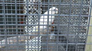 2nd Sulfur Crested Cockatoo with Bare Eyed Cockatoo Cutie Save Our Seabirds [upl. by Zennas]