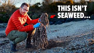 The Most DISGUSTING BEACH In Northern Ireland Hidden for 50 years [upl. by Camilla]