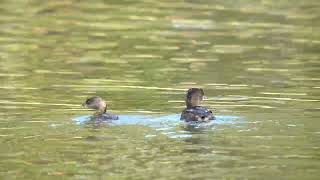 Pair of Piedbilled Grebes [upl. by Andromada614]