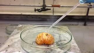 Strongest Acid in the world Carborane Superacid vs an Orange [upl. by Krenek]