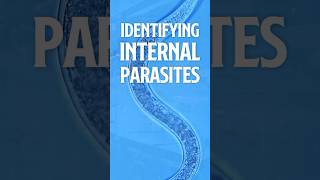 Identifying Internal Parasites  Parasites in fish Coffee with Flip ☕ Aquarium Podcast [upl. by Stafford376]