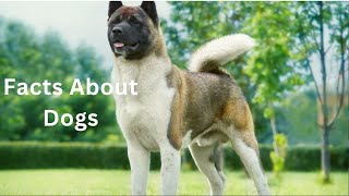 Dog Facts That Will Blow Your Mind [upl. by Ynnij]