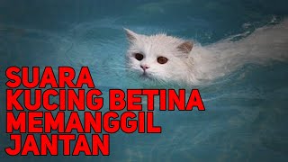 SUARA KUCING BETINA MEMANGGIL JANTAN [upl. by Nayk]