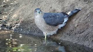 Coopers Hawk Rests at the Pond [upl. by Cirda]