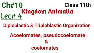 diploblastic and triploblastic organization acoelomates pseudocoelomate and coelomates in urdu [upl. by Auod327]