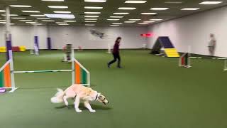 Redford the Windsprite AKC agility league 26Jul2024 [upl. by Nuhsed]