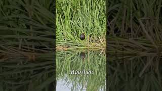 Moorhen moorhen nature canal birds [upl. by Lewert]