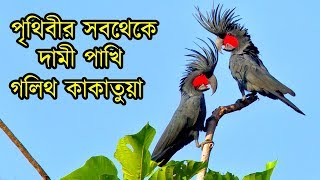 পৃথিবীর সবথেকে দামী পাখী পাম কাকাতুয়ার ভিডিও দেখুন  Worlds Most Expensive Bird Black Palm Cockatoo [upl. by Nollahp]