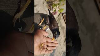 Shalik birds talkingmithuvideo viralvideo nature birds tranding [upl. by Ancilin291]