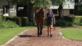 Lot 219 – More Than Ready x Sharpness colt [upl. by Oren867]