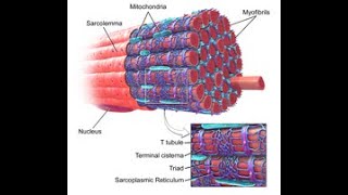 Muscles Part 4 Structure of a Myofibril [upl. by Magdala]