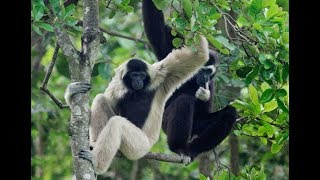 Gibbons singing [upl. by Naillij]