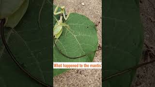 Praying mantis worm parasite extraction A CloseUp Look [upl. by Rowen19]