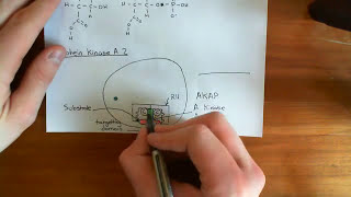 A kinase Anchoring Proteins Part 2 [upl. by Lisandra]