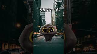 These yappers Yap too much yapper cats [upl. by Rema]