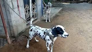 Dalmatian dog [upl. by Ammeg]