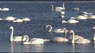 ♫♪♫ Wintering WHOOPER SWANS HONKING ♫♪♫ BIRD CALL ♫ CALLS ♫ CALLING ♫ SINGING ♫♪♫ Cygnus cygnus [upl. by Marquez723]