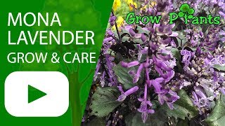 Mona Lavender  grow amp care Plectranthus [upl. by Nylodam]