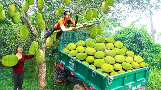 Use 3wheeled Vehicle Harvesting Many Jackfruit Goes To Countryside Market Sell  Daily Life [upl. by Crespo693]