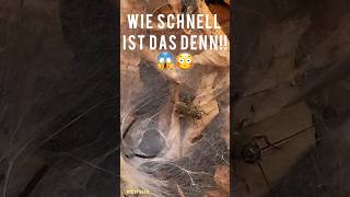 Linothele fallax👉 Schnelle Trichternetzspinne😳spinne tarantula foryou [upl. by Hanleigh688]