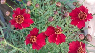 How to grow coreopsis flowering plantscare of coreopsis flowering plantsGreen Garden Gujarat [upl. by Malony]