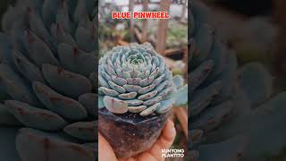 ECHEVERIAS AND FRIENDS PART 1 echeverias succulents cactus houseplants  succulentaddict [upl. by Levania183]