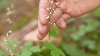 threeleaved foamflower  Tiarella trifoliata Identification and characteristics [upl. by Suoivatnod246]