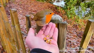 hand feeding the robins [upl. by Picardi]