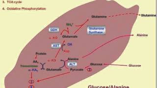 Nitrogen CycleAmino Acid Metabolism [upl. by Wyatt131]