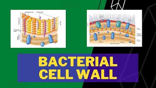 Bacterial Cell Wall  Gram Positive  Gram Negative  Peptidoglycan  Teichoic Acid  Outer Membrane [upl. by Geno]