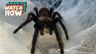 Chilobrachys Fimbriatus Female [upl. by Yerocaj]