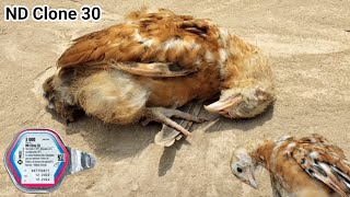 Newcastle Disease Vaccine Live  Clone 30  for Poultry  ND Clone 30 for Chickens  Dr ARSHAD [upl. by Nikoletta]