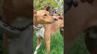 BASENJI Dog Goes CRAZY for Gooseberries basenji pets basenjibreed [upl. by Wenona]