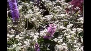 Boneset Eupatorium perfoliatum [upl. by Sonahpets]