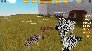 Plains zebra hunt as a hyena Playbox safari ROBLOX [upl. by Weiss]