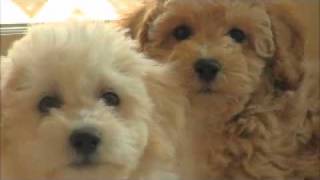 Rolling Meadows Puppies Poochon aka Bichon Poodle aka Bichpoo aka Bichoodle puppies [upl. by Donoho]