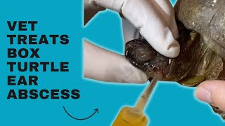 Veterinarian Treats Box Turtle’s Aural Ear Abscess [upl. by Nurse]