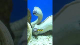 The Electric Eel natures shocking predator [upl. by Roman]