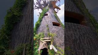 Secret house found inside a tree shortvideos [upl. by Asiralc873]