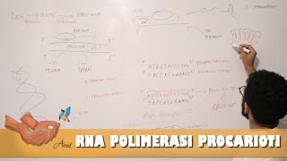 RNA polimerasi regolazione della trascrizione nei procarioti [upl. by Fauch]