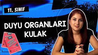 10 KULAK  DUYU ORGANLARI 2  11 SINIF  AYT BİYOLOJİ DERS NOTLARI  2024 [upl. by Edyth813]