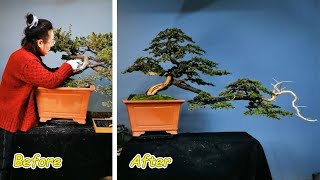 Unique bonsai design ideas and initiatives that make the difference  84 [upl. by Jenna631]