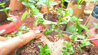 Dibiarkan bisa menghambat nutrisi Bahan bonsai sancang pemula [upl. by Adihaj704]