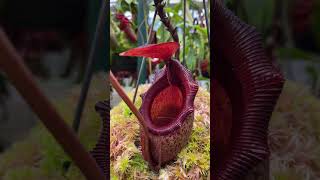 Item Short BE3518  N rajah x mira carnivorous nepenthes [upl. by Elyrrad911]