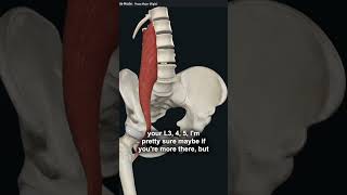 The Connection Between Tight Muscles and Lumbar Compression [upl. by Cordalia92]